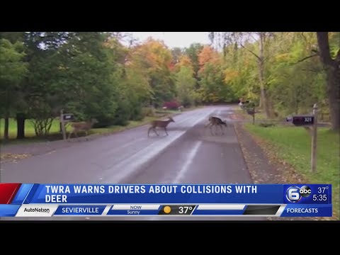 TWRA warns drivers about collisions with deer