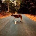 Wildlife Agency Warns Drivers of Deer-Related Car Accidents on Tennessee Roadways