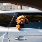 pet in car - child and pet safety