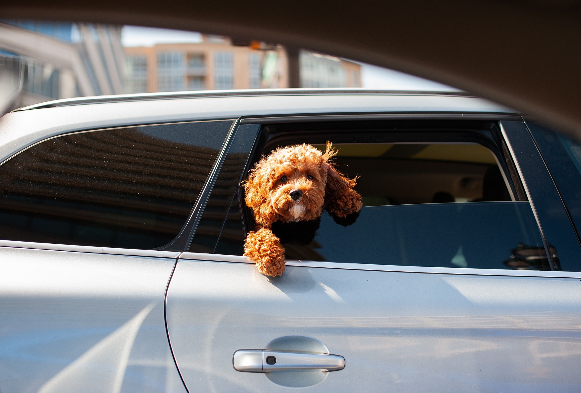 Child and Pet Safety: Essential Tips for Preventing Car Heatstroke